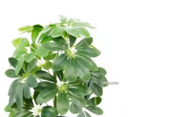 Picture of ARTIFICIAL PLANT 117 Leaves (50cm)