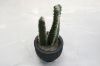 Picture of ARTIFICIAL Duo Cereus Acanthocereus Cactus Potted Plant (8x17cm) 