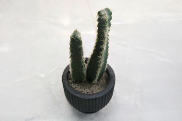 Picture of ARTIFICIAL Duo Cereus Acanthocereus Cactus Potted Plant (8x17cm) 