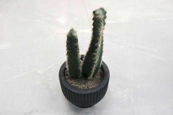 Picture of ARTIFICIAL Duo Cereus Acanthocereus Cactus Potted Plant (8x17cm) 