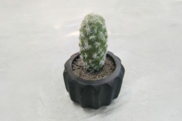 Picture of ARTIFICIAL Round Cactus Potted Plant (9x15cm)  