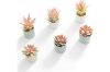 Picture of Set of 6 - ARTIFICIAL Gradient Succulent Plants with Cement Pots