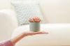 Picture of Set of 6 - ARTIFICIAL Gradient Succulent Plants with Cement Pots