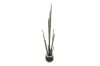 Picture of ARTIFICIAL Sansevieria Potted Plant (120cm Tall)