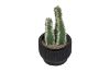 Picture of ARTIFICIAL Duo Cereus Acanthocereus Cactus Potted Plant (8x17cm) 