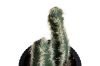 Picture of ARTIFICIAL Duo Cereus Acanthocereus Cactus Potted Plant (8x17cm) 