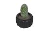 Picture of ARTIFICIAL Round Cactus Potted Plant (9x15cm)  