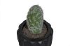 Picture of ARTIFICIAL Round Cactus Potted Plant (9x15cm)  