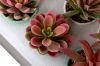 Picture of Set of 6 - ARTIFICIAL Gradient Succulent Plants with Cement Pots