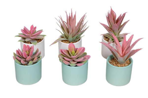 Picture of Set of 6 - ARTIFICIAL Gradient Succulent Plants with Cement Pots