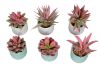 Picture of Set of 6 - ARTIFICIAL Gradient Succulent Plants with Cement Pots