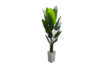 Picture of Artificial Potted Traveller Palm Plant - H210cm