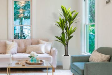 Picture of Artificial Green Upright Brazilian Ironwood Plant - H180cm 