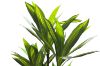 Picture of Artificial Green Upright Brazilian Ironwood Plant - H180cm 