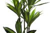 Picture of Artificial Green Upright Brazilian Ironwood Plant - H180cm 