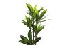 Picture of Artificial Green Upright Brazilian Ironwood Plant - H180cm 