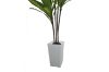 Picture of Artificial Green Upright Brazilian Ironwood Plant - H180cm 