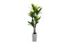 Picture of Artificial Green Upright Brazilian Ironwood Plant - H180cm 