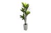 Picture of Artificial Green Upright Brazilian Ironwood Plant - H180cm 
