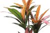 Picture of Artificial Potted Brazilian Red Ironwood Plant - H150cm