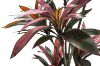 Picture of Artificial Potted Brazilian Red Ironwood Plant - H210cm