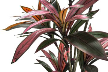 Picture of Artificial Potted Brazilian Red Ironwood Plant - H210cm