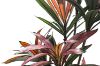 Picture of Artificial Potted Brazilian Red Ironwood Plant - H210cm