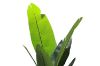 Picture of Artificial Potted Traveller Palm Plant - H180cm