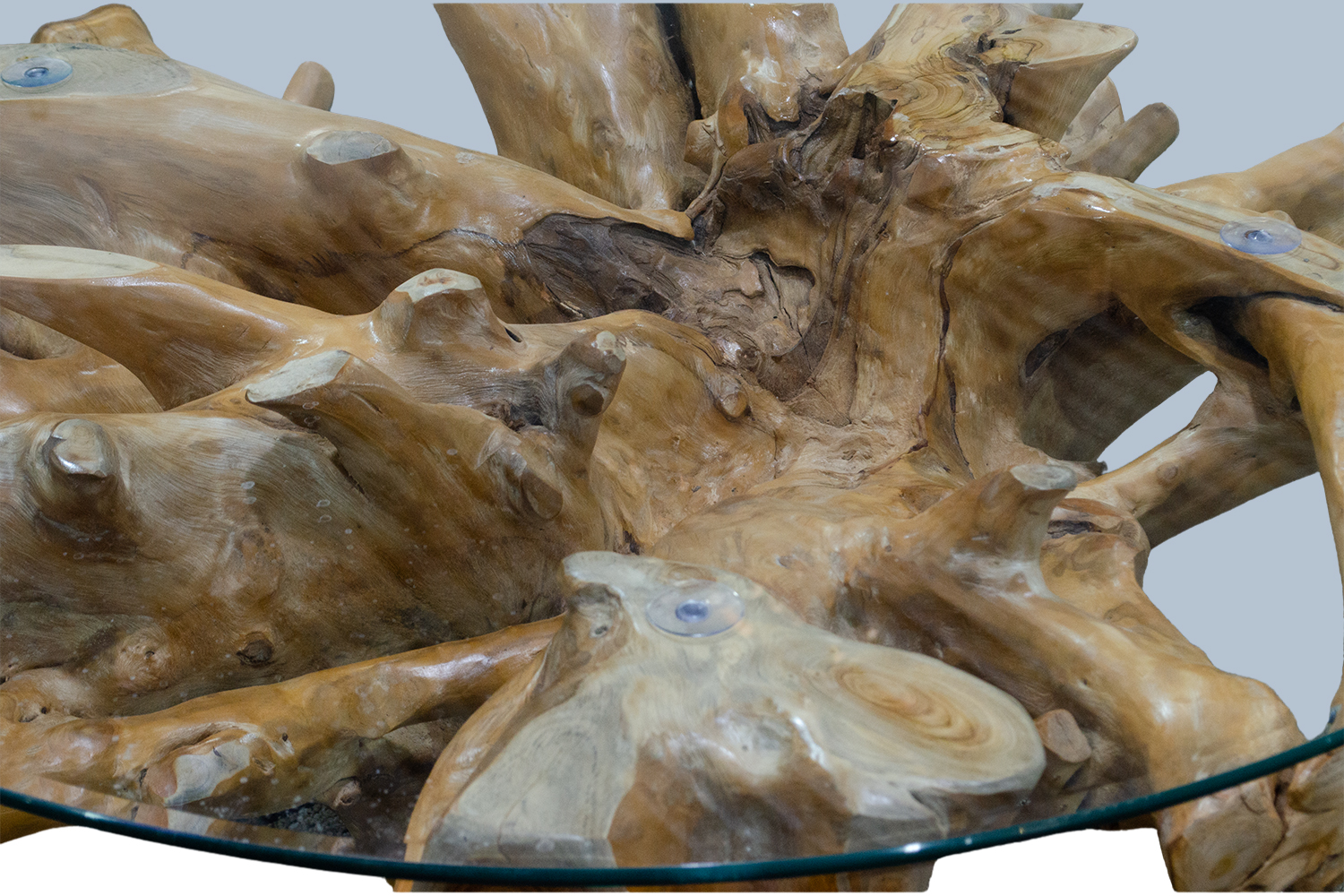 TAKARA D110 Tempered Glass Top Handcrafted Teak Root Coffee Table