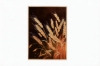 Picture of 357-006 Decorative Wall Art with Golden Frame (40×60cm) - Wheat Ear
