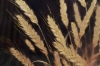 Picture of 357-006 Decorative Wall Art with Golden Frame (40×60cm) - Wheat Ear