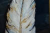 Picture of 357-015 Decorative Wall Art with Golden Frame (40x60cm) - White Feather